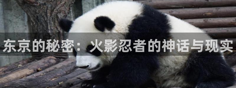 银51动漫：东京的秘密：火影忍者的神话与现实